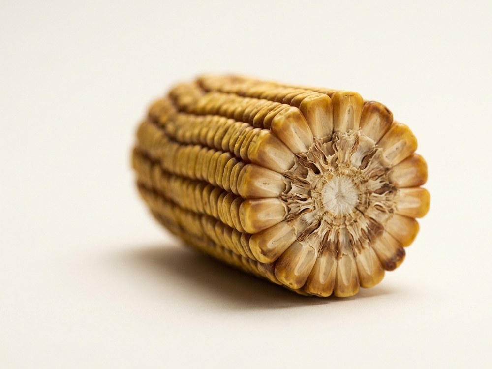 A dried corn cob resting on a pale neutral surface, one end cut to show the dense woody ring structure beneath the kernels.